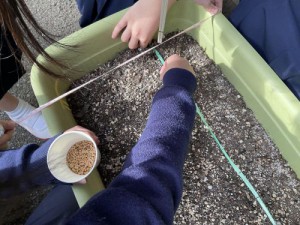 11月上旬　土づくり＆種まきを行いました。６