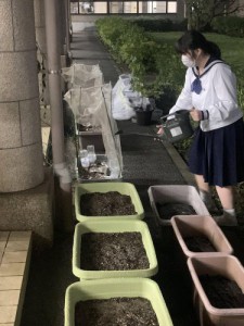 11月上旬　土づくり＆種まきを行いました。７