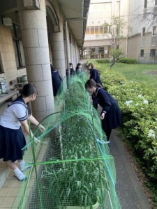 学園内には、鳥はもちろん、ハクビシンやタヌキなどの動物もいるので対策をしています。