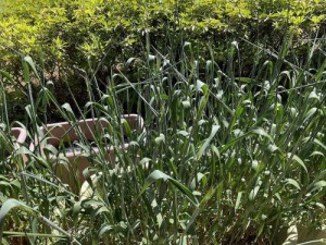 4月上旬　ついに、基準区、研究区ともに穂が出始めました！