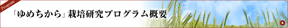 「ゆめちから」栽培研究プログラム