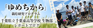「ゆめちから」栽培研究プログラム　レポートブログ