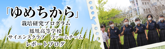 「ゆめちから」栽培研究プログラム　レポートブログ