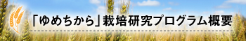 「ゆめちから」栽培研究プログラム
