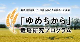 「ゆめちから」栽培研究プログラム